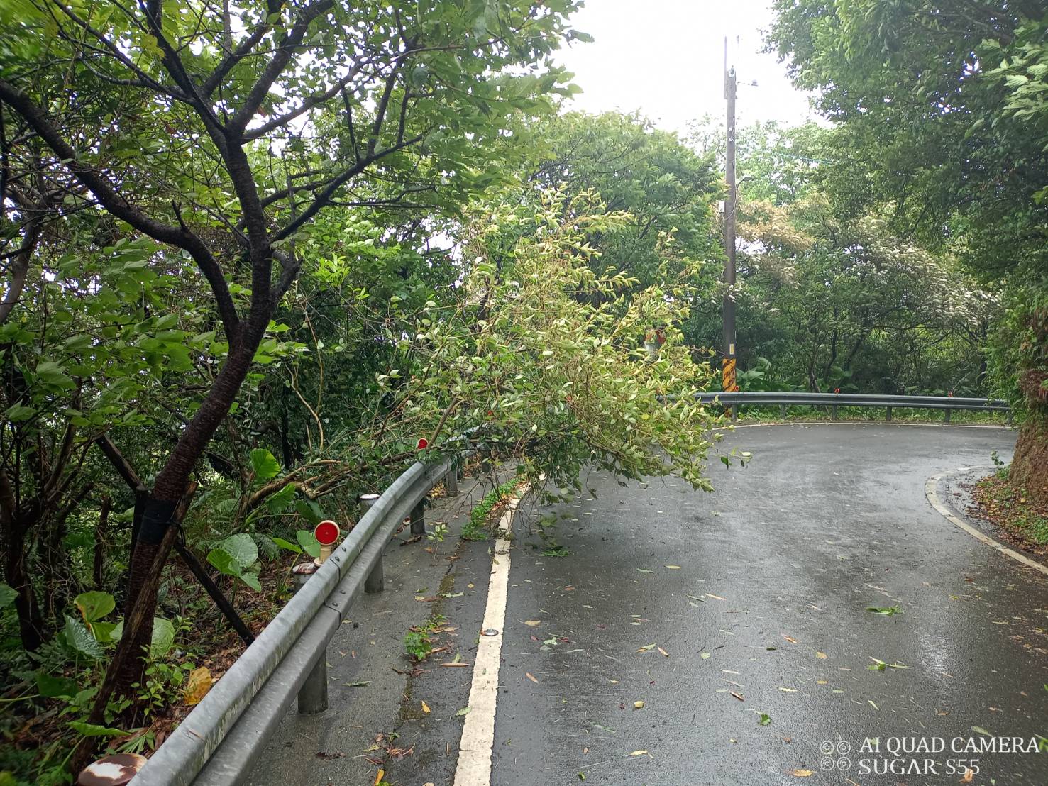 樹倒處理狀況-04