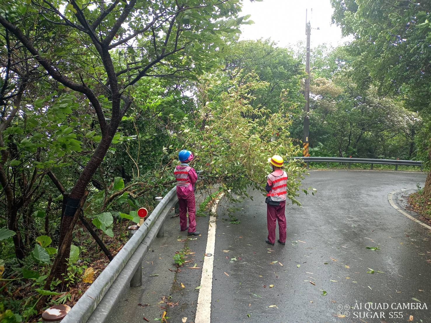 樹倒處理狀況-05