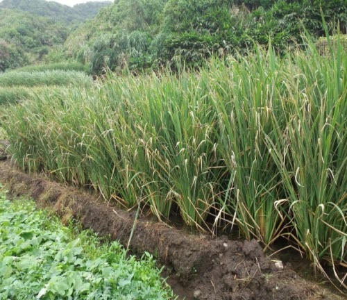 △金山茭白筍田