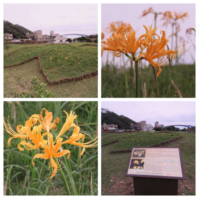 △金花石蒜花況