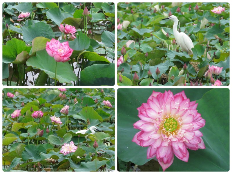 △蓮花花況