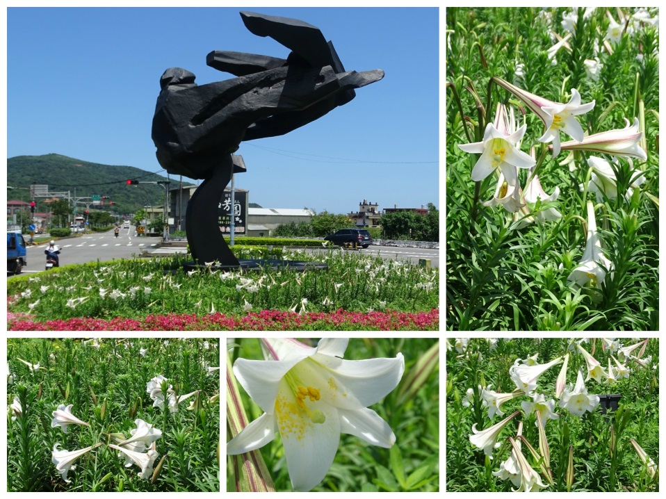 △百合花況