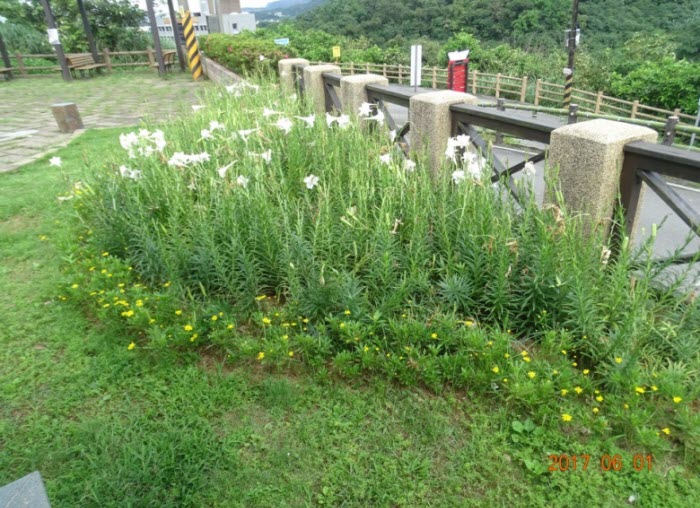 △公館崙公園百合花盛開