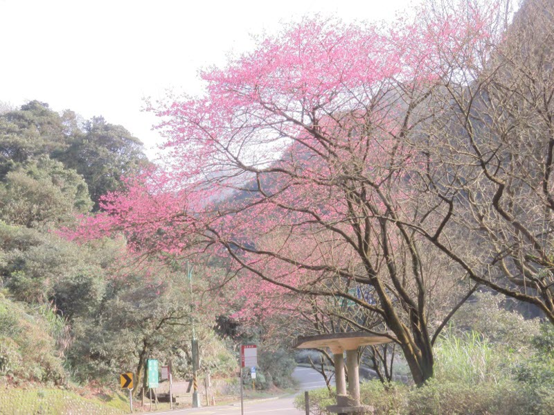 △陽金公路8.5K處，2至3月盛開山櫻花