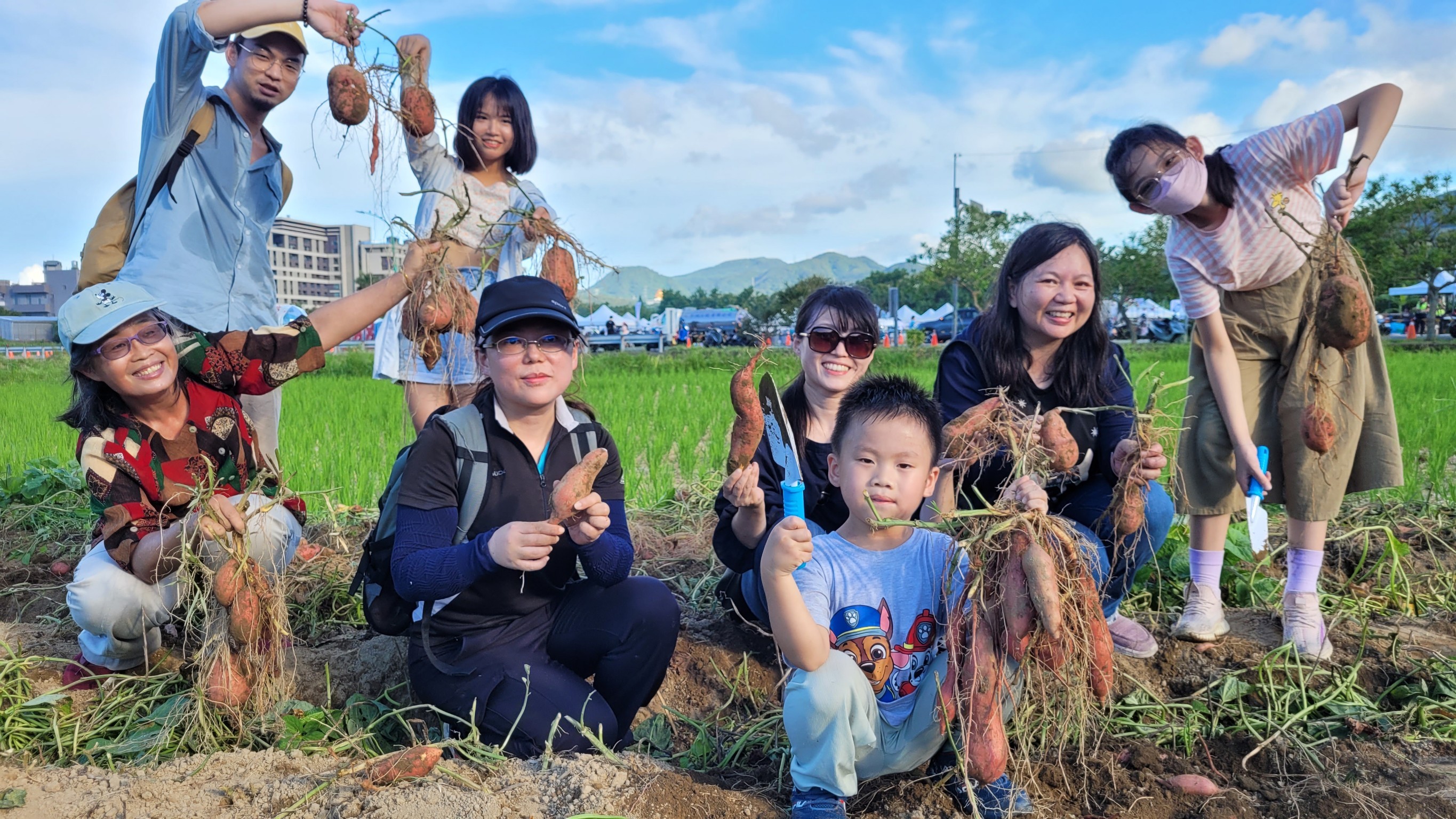2024金山甘藷季正式開跑，快來金山挖甘藷