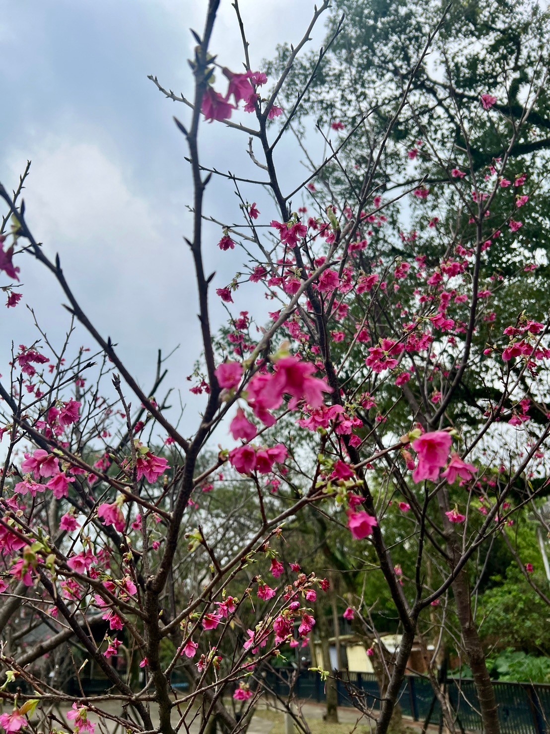 金山區櫻花陸續綻放
